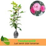 Mawar Floribunda Pink