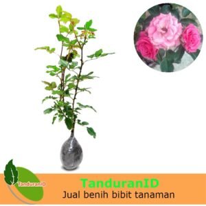 Mawar Floribunda Pink