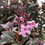 Melati Jepang Merah