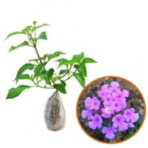 Lantana Ungu 2 Pcs
