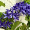 Petrea Biru - Gambar 2