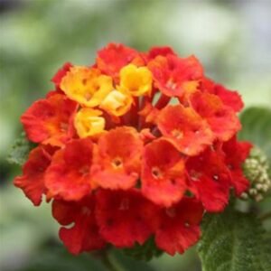 Lantana Merah 2 Pcs