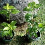 Blackberry Jamfruit (Jasmin De Rosa)