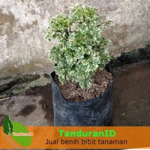 Kedondong Laut Variegata