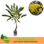 Tabebuia Kuning 40cm