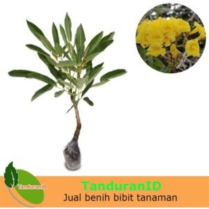 Tabebuia Kuning 40cm