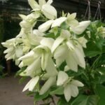 Nusa Indah Putih (White Mussaenda)