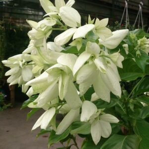 Nusa Indah Putih (White Mussaenda)