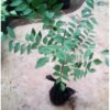 Daun Kari Salam Koja - Gambar 2