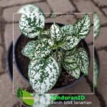 Hypoestes White Splash