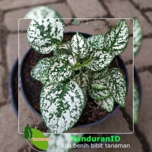 Hypoestes White Splash