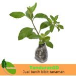 Sambung Nyawa