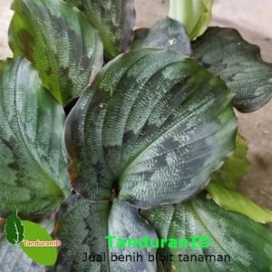 Peacock Ginger