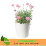 Cosmos Lovely Pink
