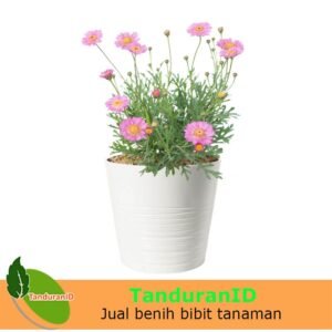 Cosmos Lovely Pink
