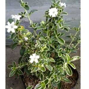 Mirten Variegata
