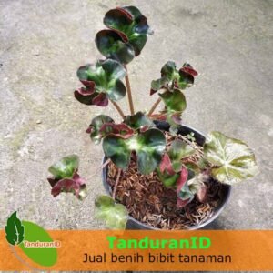 Begonia Curly Green