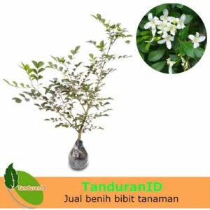 Kemuning Jepang