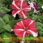 Pink Stripe Petunia