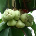 Jambu Air Camplong (Klampok)