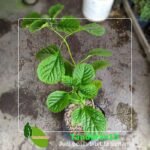 Gempur Batu Keji Beling