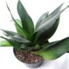 Sansevieria Super Green - Gambar 2