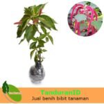 Acalypha