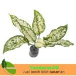 Aglaonema Snow White
