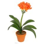 Natal Lily