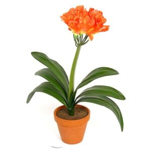Natal Lily