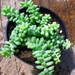 Donkey Tail