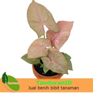 Syngonium Pink