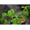 Rangoon Creeper - Gambar 2