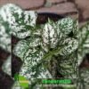 Hypoestes White Splash - Gambar 2