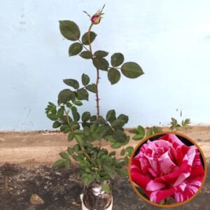 Mawar Candy Pink