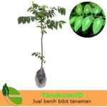 Daun Katuk