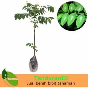 Daun Katuk