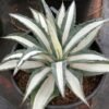 Agave Mediopicta - Gambar 3