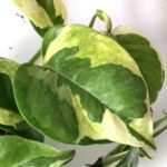 Sirih Variegata