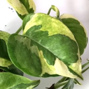 Sirih Variegata