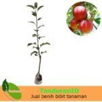 Apel Anna