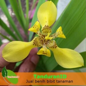 Iris Kuning