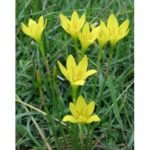 Zephyranthes Kuning 5 Pcs