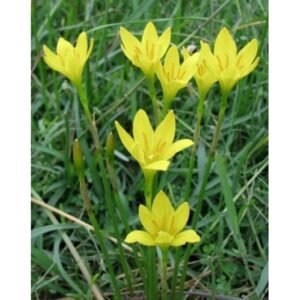 Zephyranthes Kuning 5 Pcs