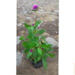 Bunga Kancing 2pcs