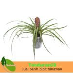 Tillandsia Cyanea