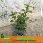 Kumis Kucing