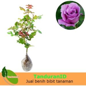 Mawar Ungu