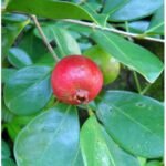 Jambu Leci