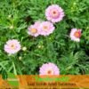 Cosmos Lovely Pink - Gambar 2